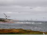 gulls take flight 1628